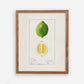 Botanical Fruit Lime Vintage Wall Art 