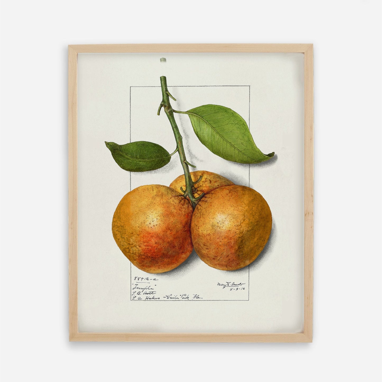 Botanical Fruit Orange Vintage Wall Art 