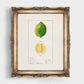 Botanical Fruit Lime Vintage Wall Art 