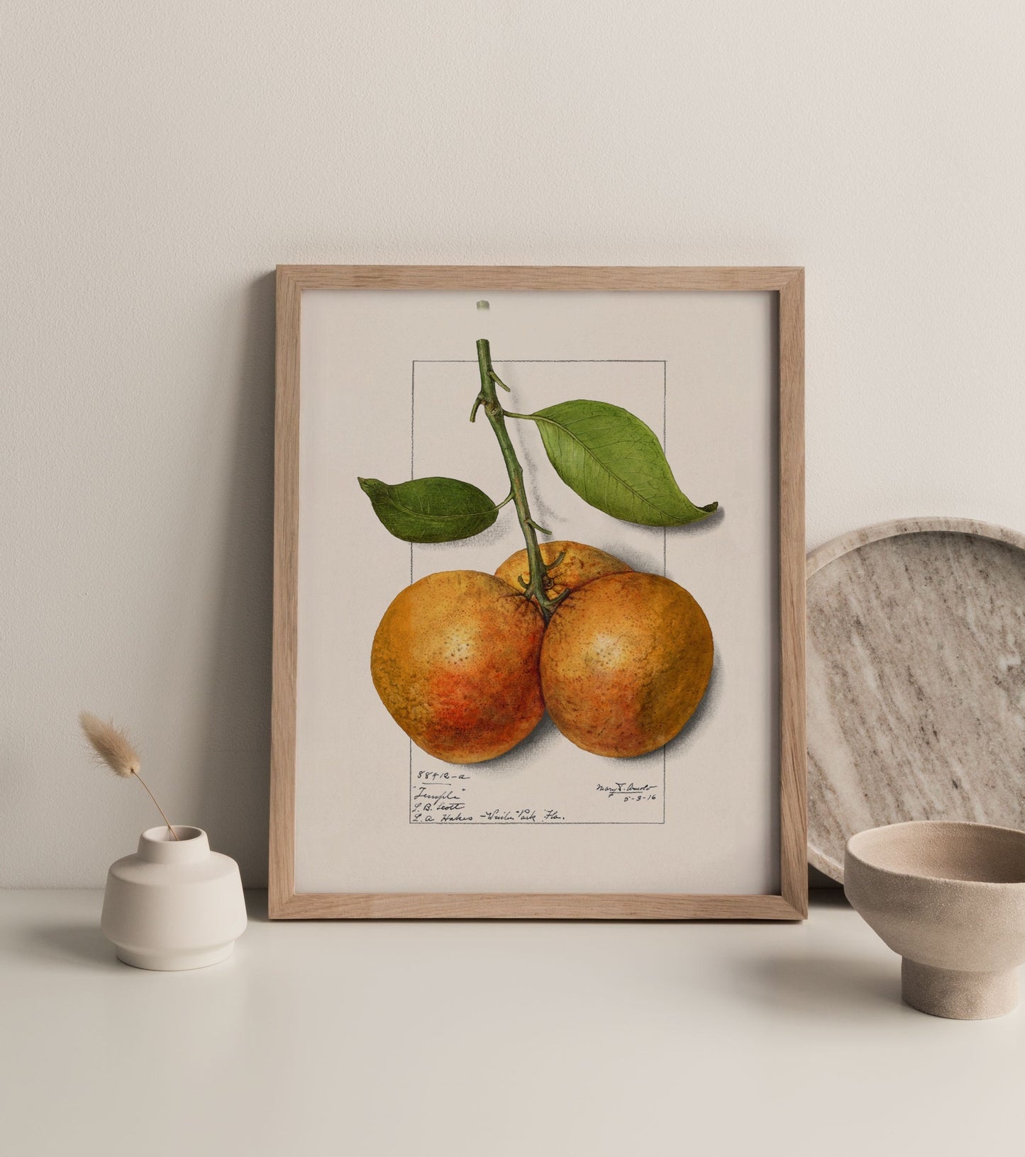 Botanical Fruit Orange Vintage Wall Art 