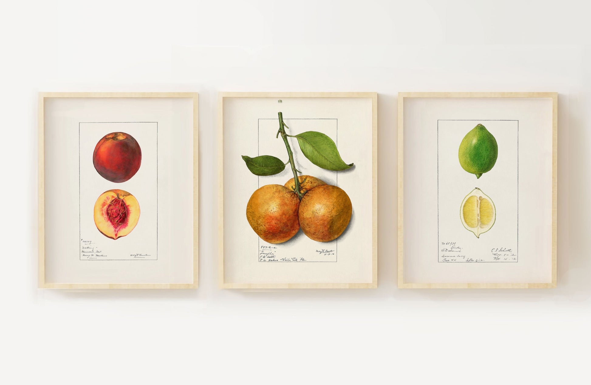 Fruit Vintage Drawings Set of three Wall Art 