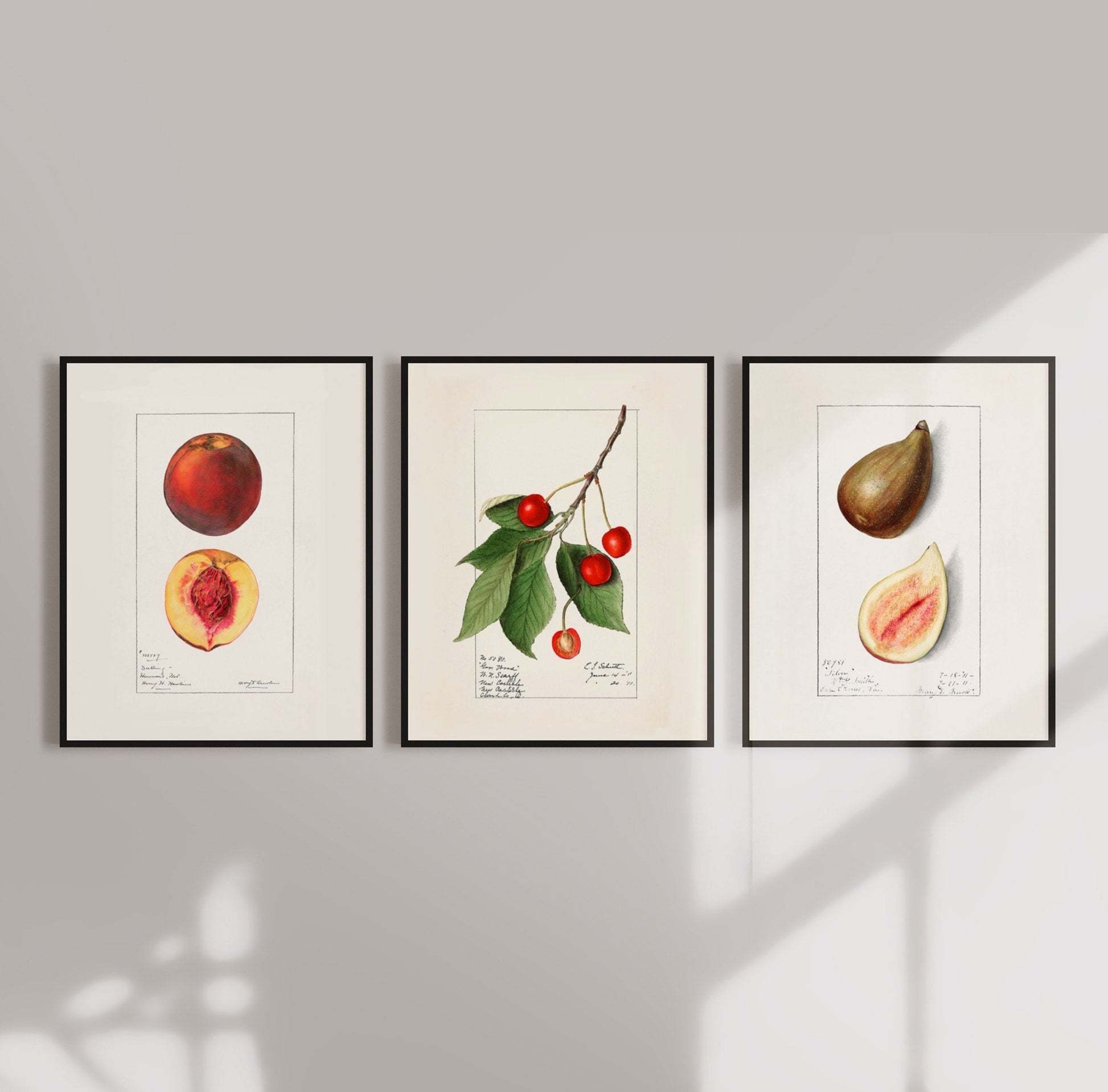 Vintage Fruit Drawings Set of three Wall Art 
